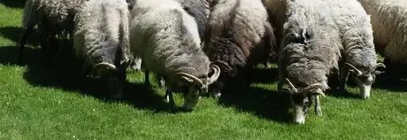 Schafe im Schlossgarten Charlottenburg