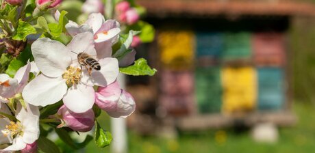 Honigbiene auf einer Blüte