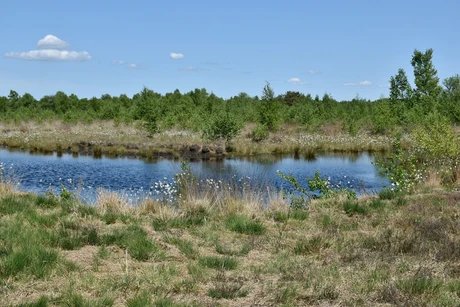 Moorlandschaft