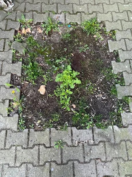 Nahaufnahme von Berliner Hinterhofpflanzen umgeben von Pflastersteinen