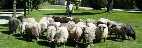 Schafe im Schlossgarten Charlottenburg
