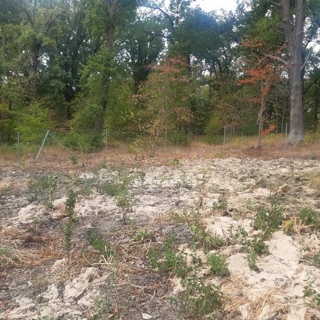Wiederanpflanzung junger Gehölze in den waldartigen Bereichen des Parks Babelsberg