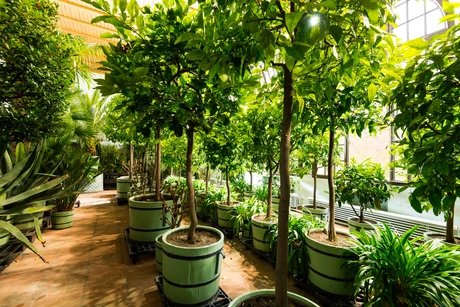 Orangerie im Schlossgarten Glienicke