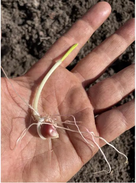 Veranstaltungen in Berlin: ZEA MAYS