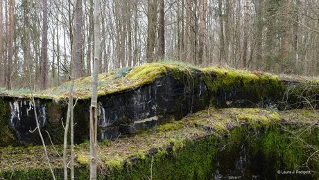 Veranstaltungen in Berlin: Zur Konzeption und Gestaltung der kommenden Ausstellung „Natur und deutsche Geschichte“