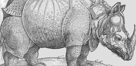 Albrecht Dürer, Das Rhinozeros, Detail, 1515