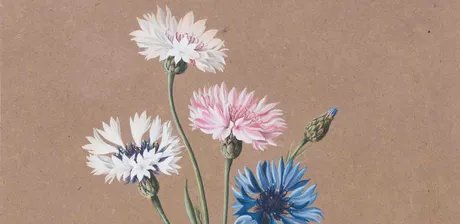Caroline Friederike Friedrich, zugeschrieben, Blumen, Detail, um 1800-1815, Aquarell- und Deckfarben auf braunem Papier Foto: Christoph Müller Stiftung / Kilian Beutel
