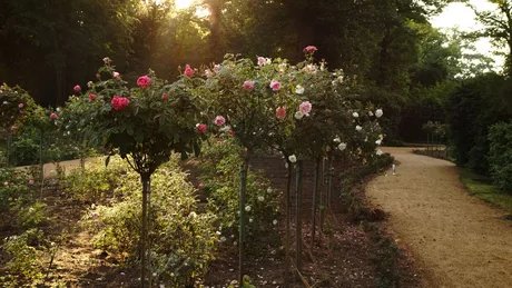Lennéscher Rosengarten auf der Pfaueninsel