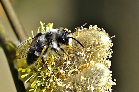 Wildbiene auf Weidenblüte