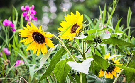 Sommer im Garten