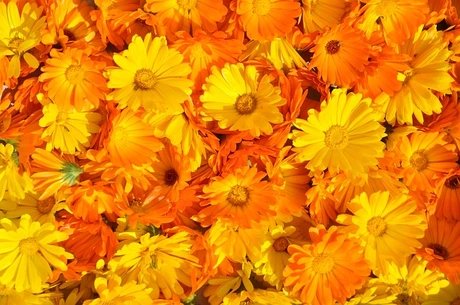 Veranstaltungen in Berlin: Frühlingspflanzenwerkstatt Melisse, Ringelblume & Co.