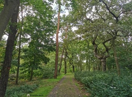 Veranstaltungen in Berlin: Kulinarische Wildkräuterführung unter dem Motto "walk and taste" rund um den U-Bahnhof Ruhleben