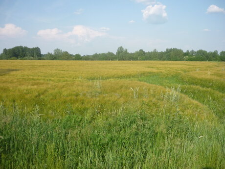 grünes Feld in Brandenburg