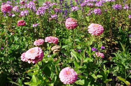 Blumen, bienenfreundlich.