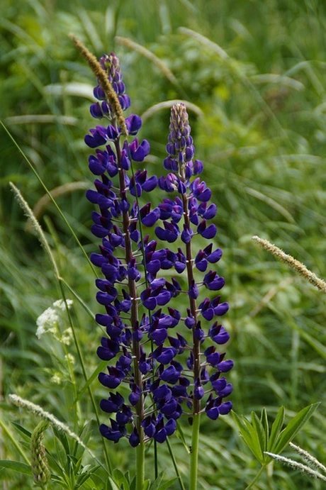 Lupine
