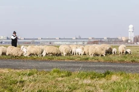 Skudden auf dem Tempelhofer Feld