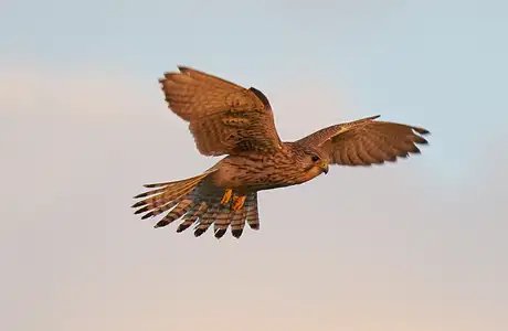 Veranstaltungen in Berlin: Vögel - vom Singen, Rufen und Fliegen
