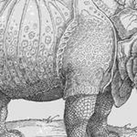 Albrecht Dürer, Das Rhinozeros, Detail, 1515