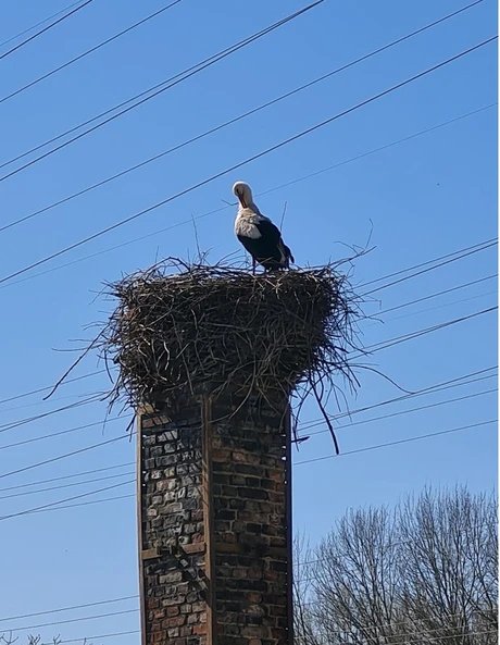 Storch im Nest