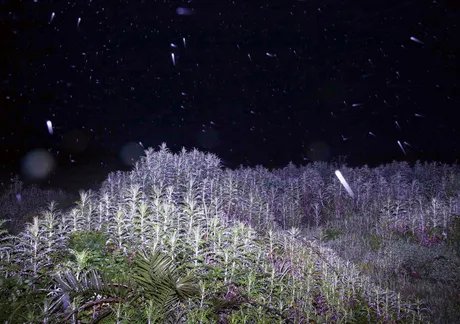 Sitting_On_A_Cornflake 2017/2025