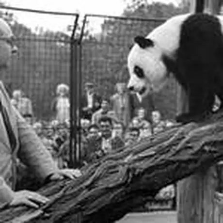 Heinrich Dahthe mit Panda ChiChi