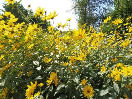 gelbe Blumen