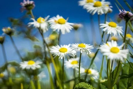 Gänseblümchen
