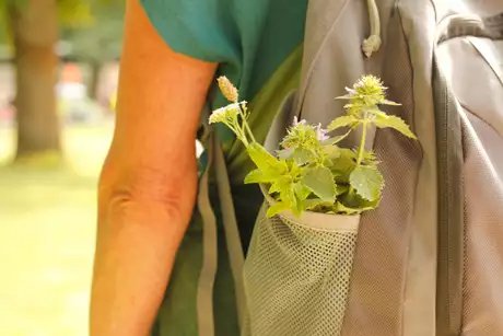 Wildkräuterwanderungen in Berlin