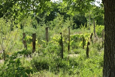 Projekt Waldgarten Britz e.V. in Britz/Buckow