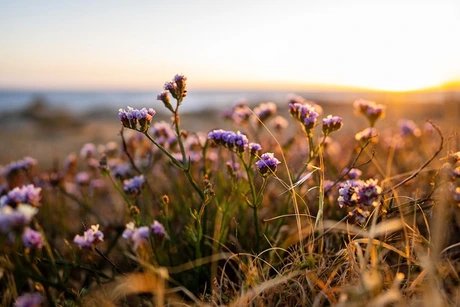 Wildblumen im Herbst