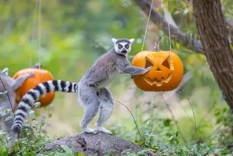 Helloween im Tierpark Berlin