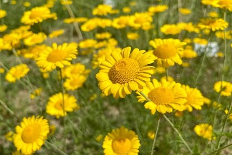 Botanischer Garten Berlin