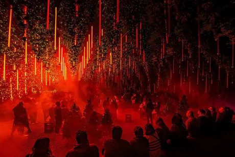 DARK-MATTER-Forest-Winterlights25