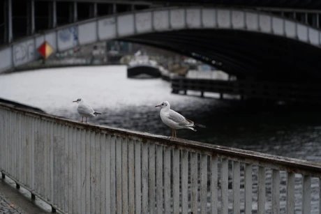 Zwei Möwen auf einem Brückengeländer an der Spree