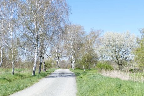 Birken an den Rieselfeldern