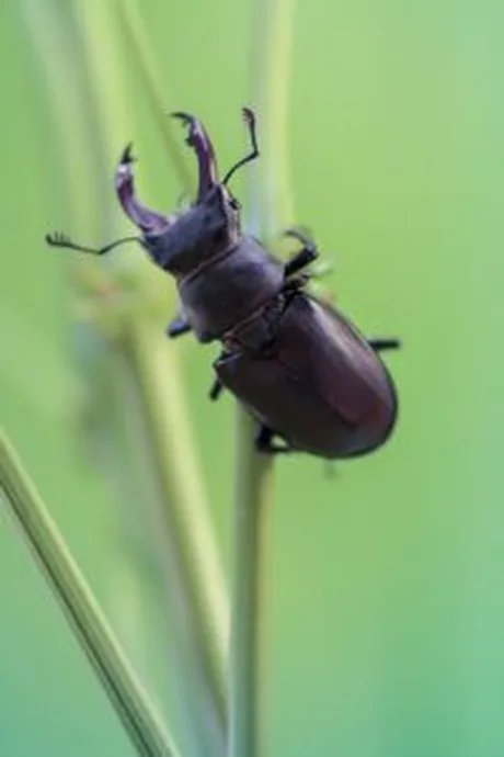 Hirschkäfer