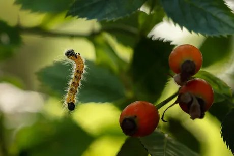 Mondvogel