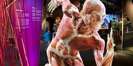 Veranstaltungen in Berlin: KÖRPERWELTEN Museum Berlin