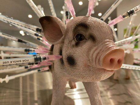 K1600_(c) DFM Berlin 2021 - Exponat Antibiotika Schwein