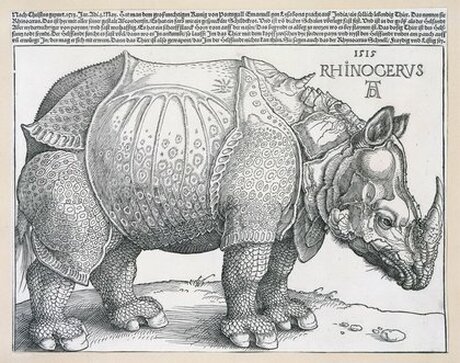 Albrecht Dürer, Das Rhinozeros, 1515, Holzschnitt