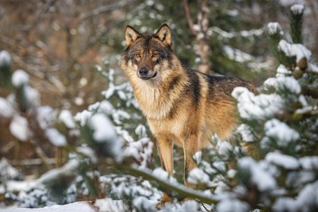 Winter im Zoo