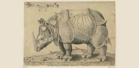 Enea Vico (1523–1567) nach Albrecht Dürer, Rhinocerus (Das Rhinozeros), 1542/1548, Kupferstich