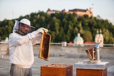 Urban Beekeeping auf den Dächern von Ljubljana