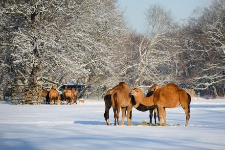 Winter im Tierpark Berlin