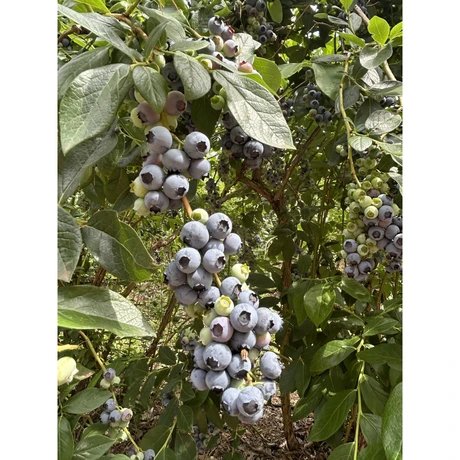Heidelbeeren selbstpflücken