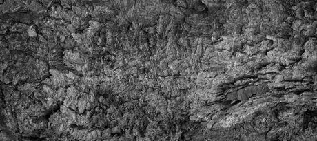 Breathing Matter(s): Listening Session – The Pines