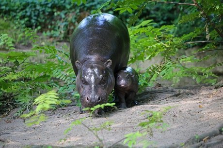 Zoologischer Garten Berlin - Zwergflusspferd