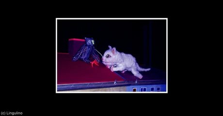 Nachtkatze und Dachgespenst – Theater Lingulino