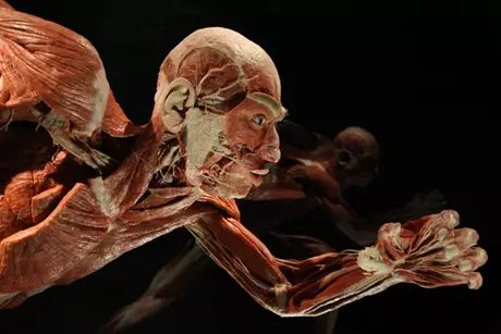 Veranstaltungen in Berlin: KÖRPERWELTEN Museum Berlin
