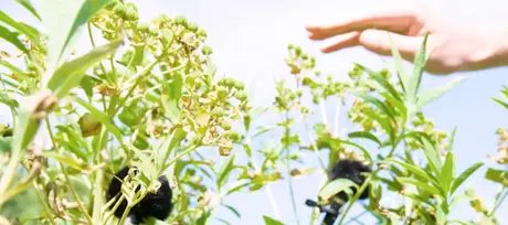 Veranstaltungen in Berlin: Breathing Matter(s): Field Recording Workshop – Sonic Perspectivism